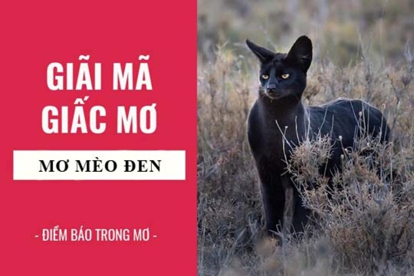 mơ thấy mèo đen