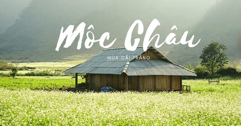 Thung lũng Mộc Châu chuyển mình tinh khôi với sắc trắng bạt ngàn của hoa cải đầu mùa.